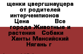 щенки цвергшнауцера от родителей интерчемпионов,   › Цена ­ 35 000 - Все города Животные и растения » Собаки   . Ханты-Мансийский,Нягань г.